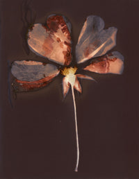 "Autumn Rose" by Ann Giordano