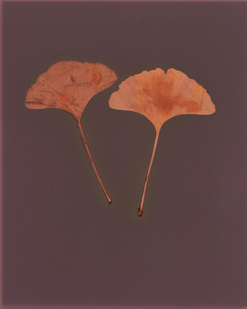 "Ginko Leaves 2" by Ann Giordano