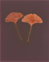 "Ginko Leaves 2" by Ann Giordano