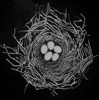 Study for Nest by Ever Blanco Valverde