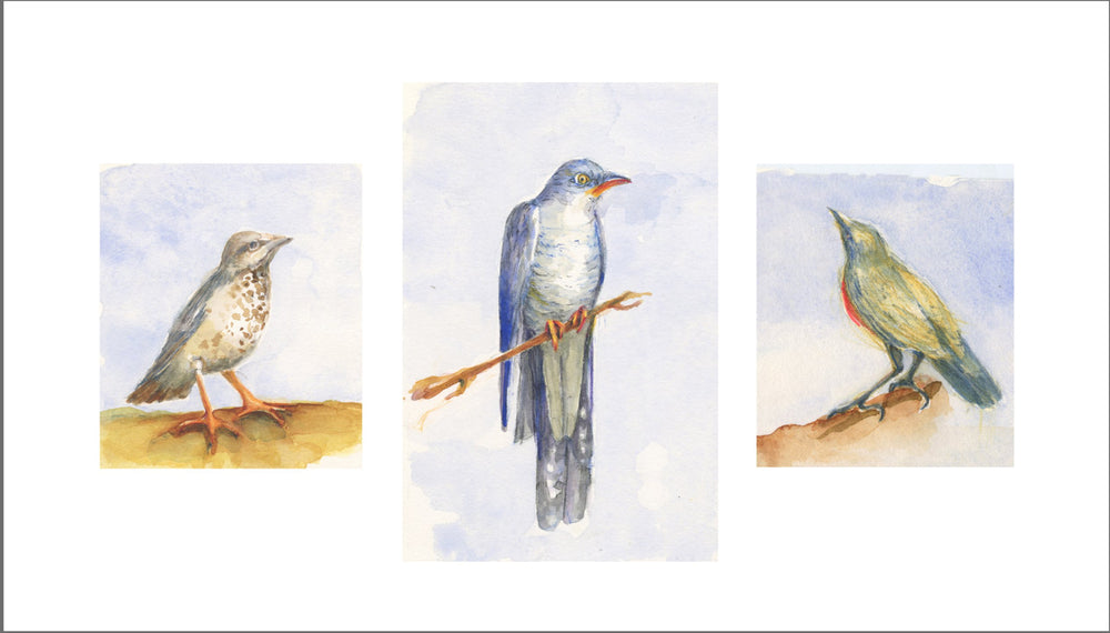 3 panel image of birds