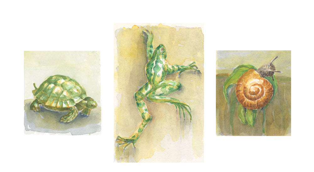 three panel image of a turtle, frog and snail