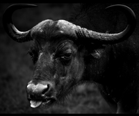 "Einstein" by Robert Morgan