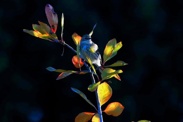 In The Shadows (Yellow-Rumped Warbler) by Samantha Fischer