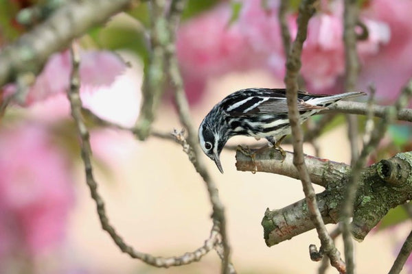 It's a Black and White Issue (Warbler) by Samantha Fischer