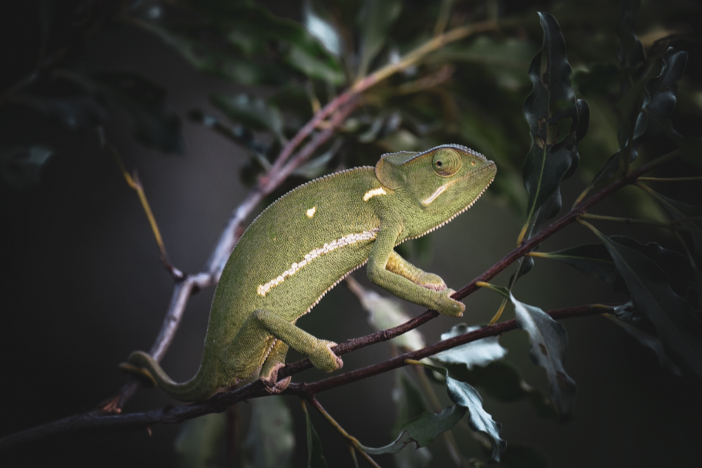 "Chameleon" by Robert Morgan