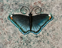 "Blue Butterfly 2" by Jon Gabry