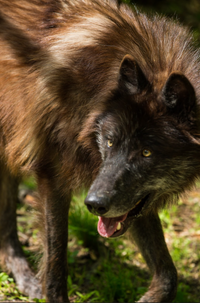 "Protector" by Stephanie Guillen