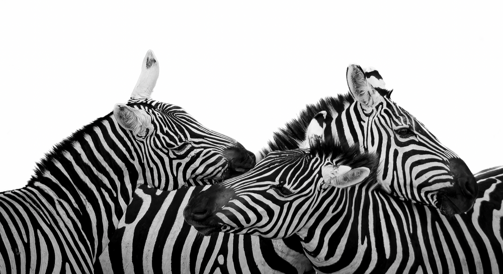 "Entwined Stripes" by Lyndon Llanes