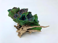 Reef ll by Robert Lach